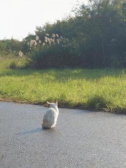 子猫 子猫の写真