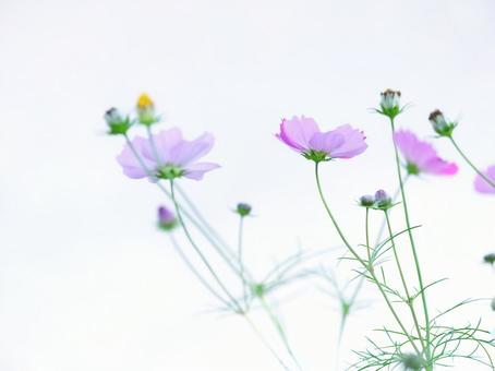 cosmos, JPG cosmos, ब्रह्मांड, गुलाबी, सफेद, JPG
