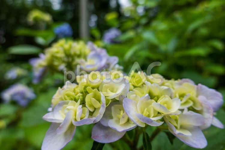 淡い色合いのアジサイの花 アジサイ,紫陽花,花の写真素材