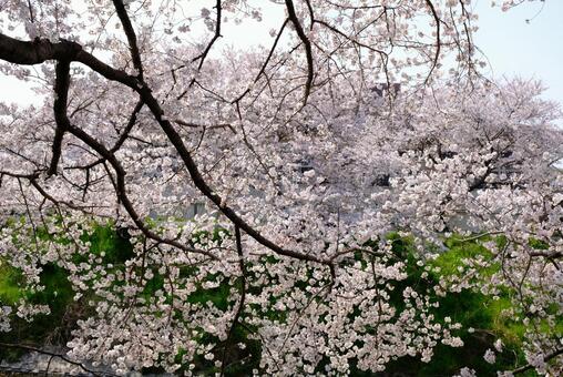 桜 桜の写真