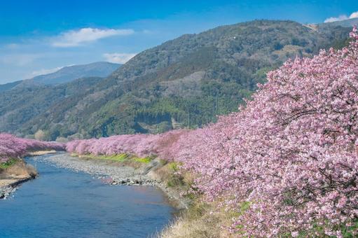 青空と河津桜並木 河津桜,伊豆稲取,桜の写真素材