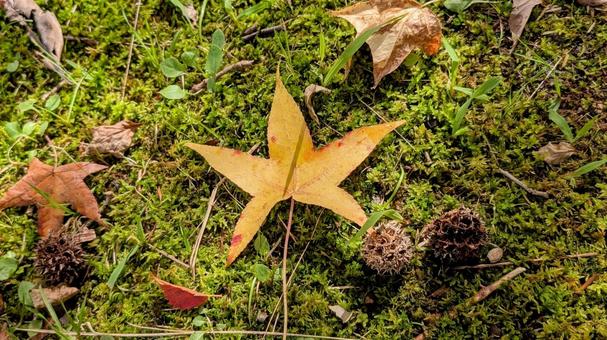 落ち葉と松ぼっくりみたいな実 落ち葉,松ぼっくり,秋の写真素材