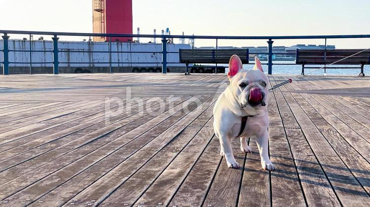 若戸大橋とフレブルの散歩風景 フレンチブルドッグ,犬,若戸大橋の写真素材
