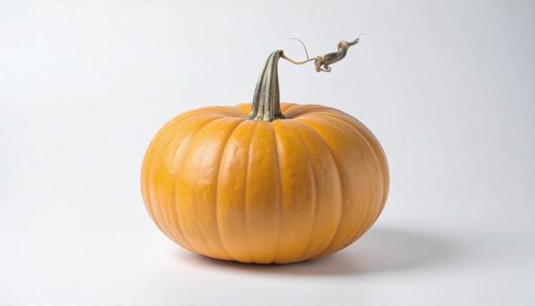 白い背景に黄色いかぼちゃの写真