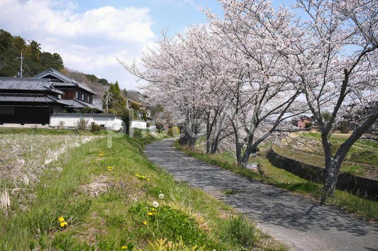 田園の桜 桜,川,堤の写真素材