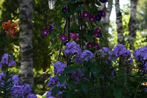 カンパニュラ カンパニュラの写真