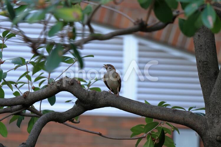 止まり木の雀 すずめ,鳥,小鳥の写真素材
