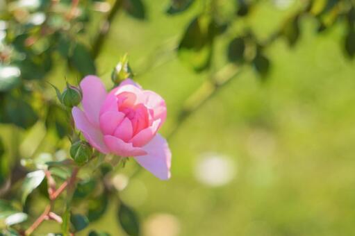 開花したバラ 開花したバラの写真