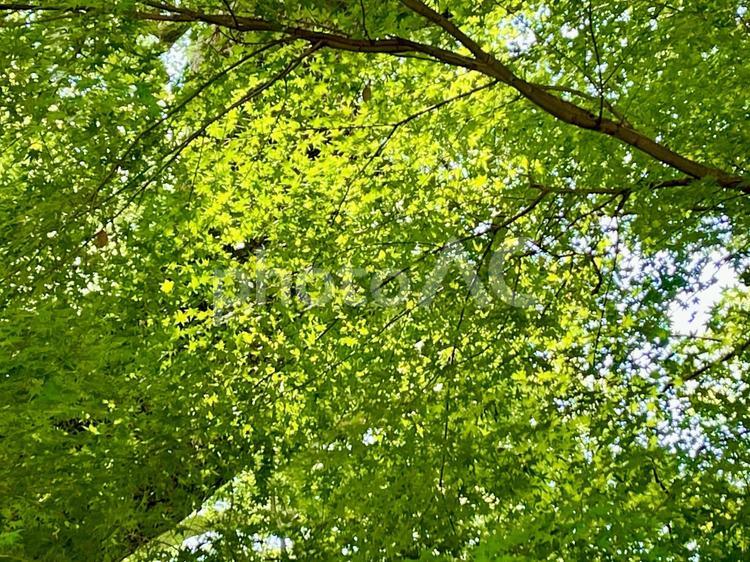 木漏れ日 こもれび,木漏れ日,もみじの写真素材