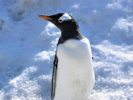 ペンギン ペンギンの写真