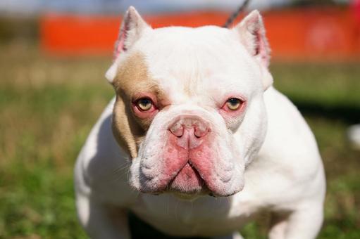 アメリカンブリーのポートレート 犬,アメリカンブリー,いぬの写真素材