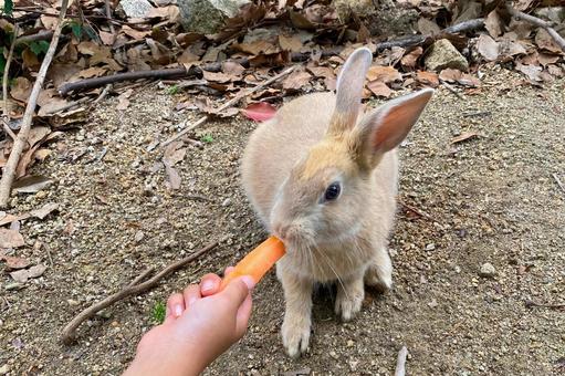 大久野島の可愛いうさぎ 大久野島,うさぎ,うさぎの島の写真素材