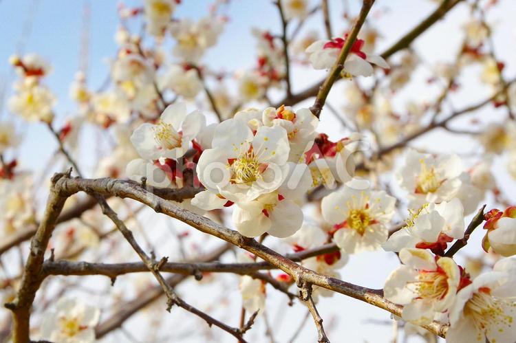 白い梅の花のズームアップ（十郎梅） 梅の花,梅,白の写真素材