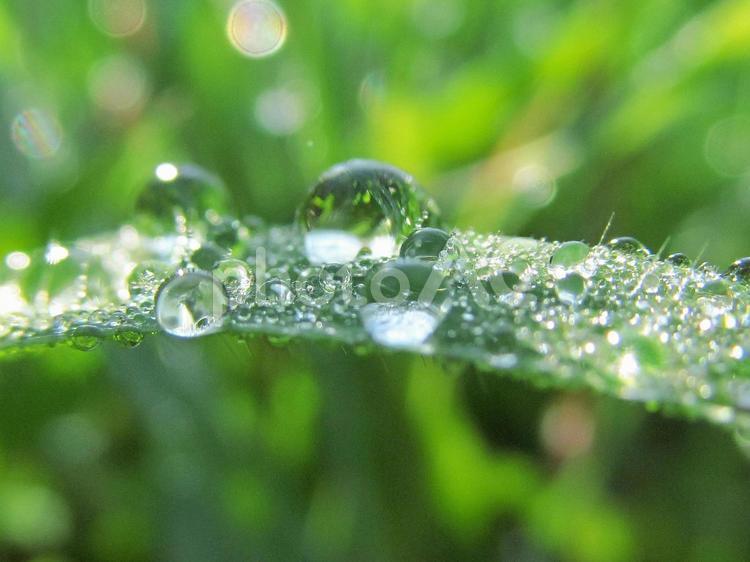 水滴と緑の葉と朝の光 水滴,すいてき,waterの写真素材