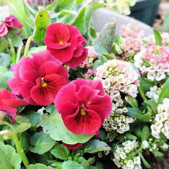 ビオラとアリッサムの寄せ植えの写真