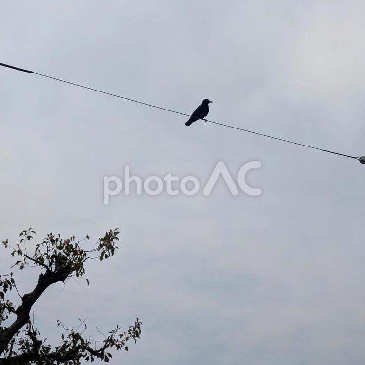 電線にとまるカラス カラス,野鳥,バードウォッチングの写真素材