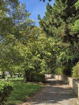公園の小径 公園の小径 公園,木,緑の写真素材