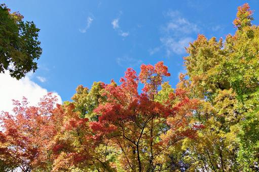 11月の三色彩道にて タイワンフウ,アメリカフウ,モミジバフウの写真素材