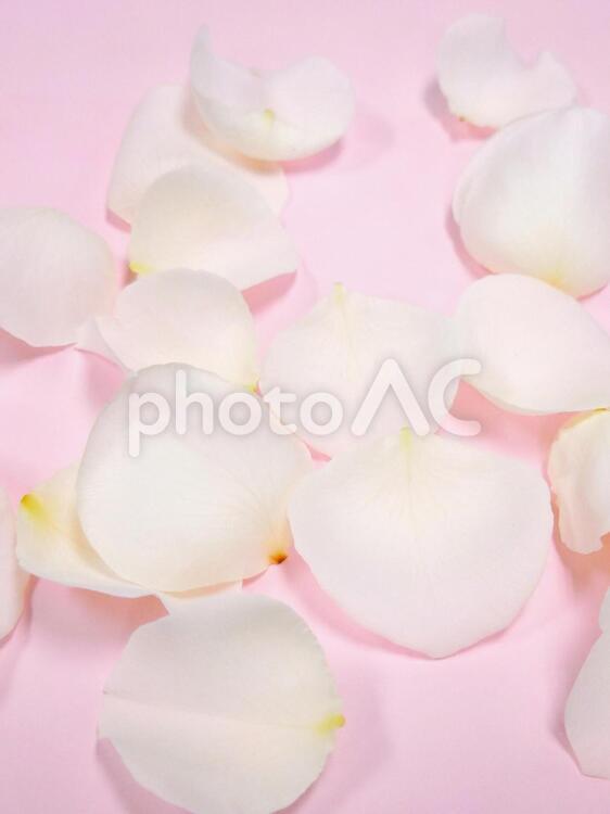 敷き詰められたバラの花　ピンク4 かわいい,カワイイ,きれいの写真素材