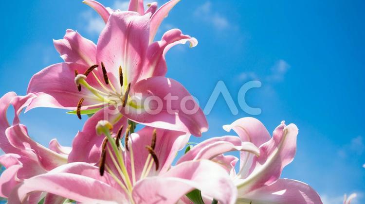 夏のイメージ：ピンクのユリと青空 ユリ,ピンク,花の写真素材