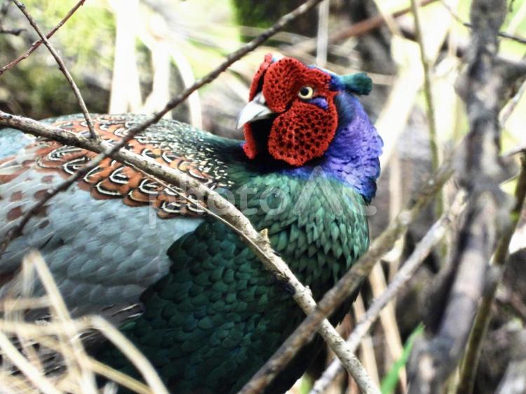 薮の中のキジ 鳥,野鳥,キジの写真素材