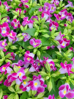 Torenia, JPG