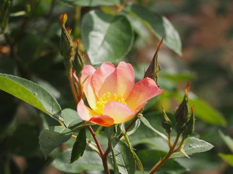 ピンクのバラ　アレキサンドラローズ① バラ,薔薇,花の写真素材