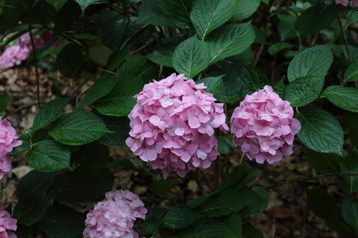 紫陽花 紫陽花の写真