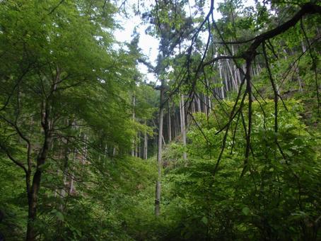 Forest Forest