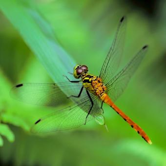 Red-veined darter, JPG