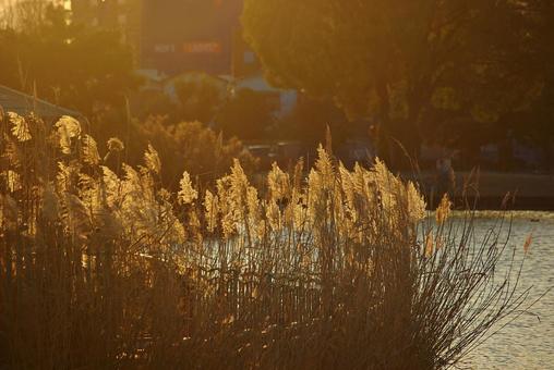 黄金色の冬の夕景 夕景,たそがれ,黄金色の写真素材