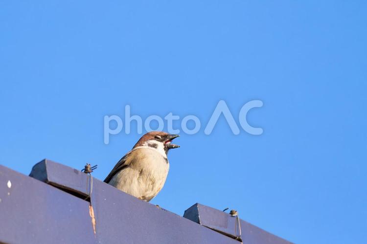 えれれれれな痺れた顔の屋根の上の雀　青空 雀,スズメ,屋根の写真素材