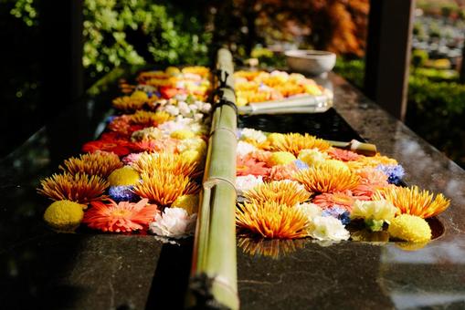 黄色い花の花手水 黄色い花の花手水の写真