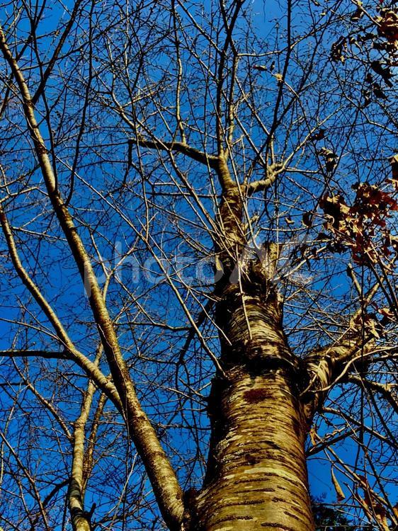 桜の木 桜の木,空,青空の写真素材
