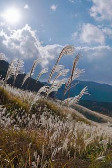 すすき すすき すすき,ススキ,ススキの穂の写真素材