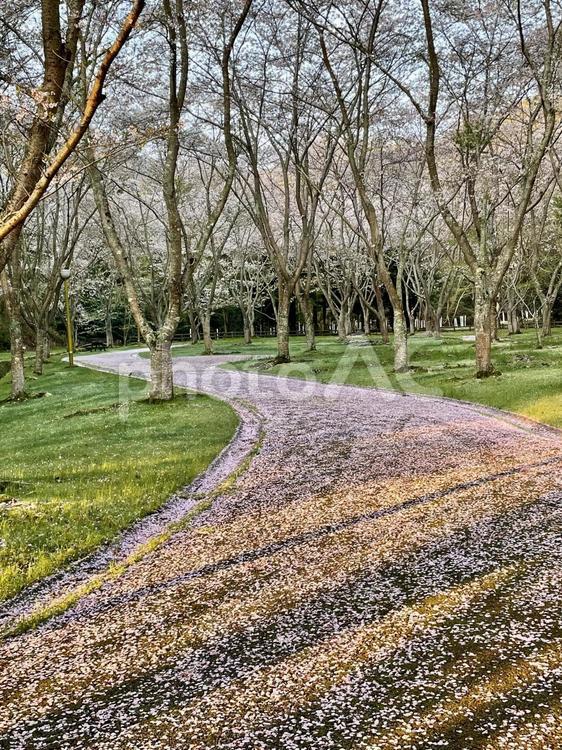 朝焼けと桜の散歩道 桜,散歩,散歩道の写真素材