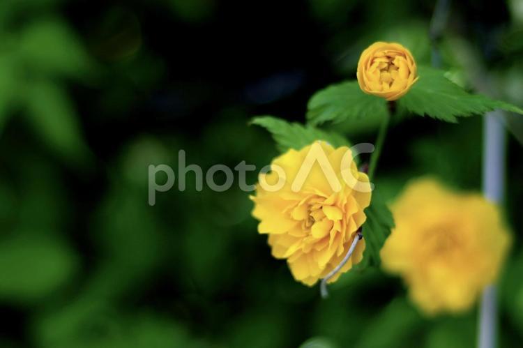 鮮やかな黄色のヤエヤマブキ ヤエヤマブキ,八重山吹,やえやまぶきの写真素材