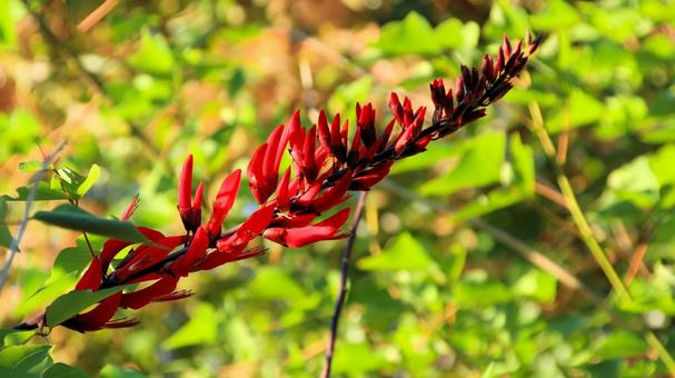 アメリカデイゴの鮮やかな花 アメリカデイゴ,花,サンゴシトウの写真素材