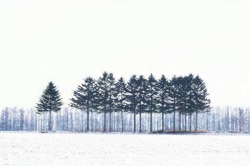 霧に霞む冬の木立 霧に霞む冬の木立 もや,北海道,曇りの写真素材