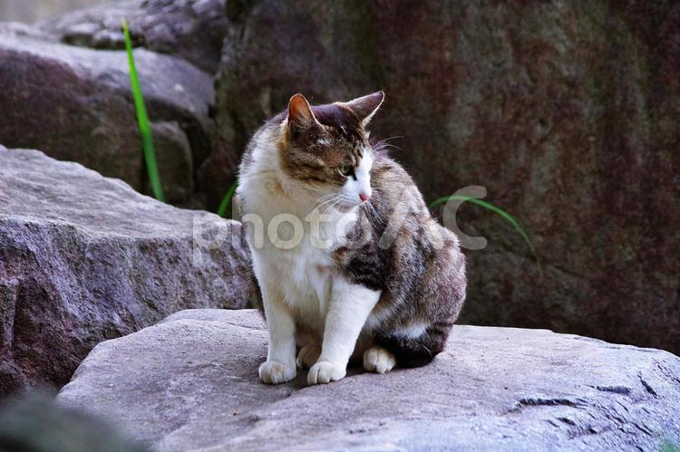 猫　5月のキジシロネコ　エジプト座り ネコ,猫,キャットの写真素材