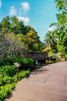 【シンガポール】植物園オーキッドガーデン 植物園,オーキッドガーデン,オーキッドの写真素材