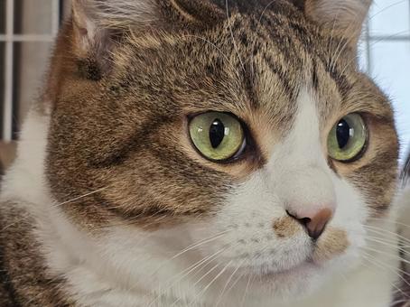 Staring cat, JPG Staring cat, JPG