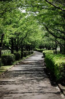 木々の間を通る道 道,歩道,散歩の写真素材