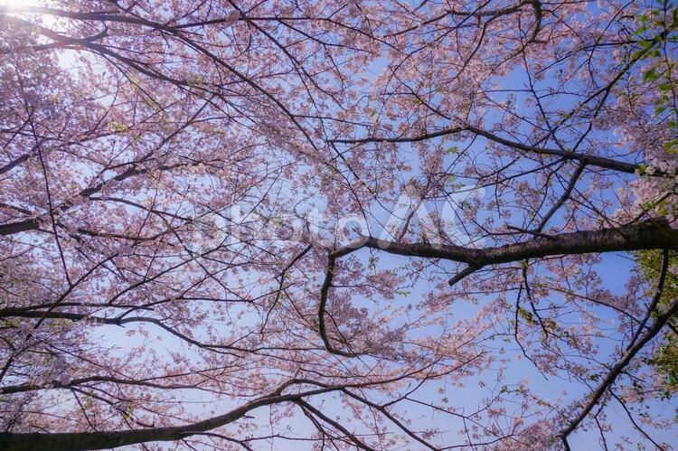 本牧山頂公園の満開の桜（横浜市） 山頂公園,本牧山頂公園,横浜の写真素材