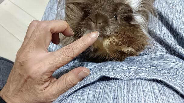 「膝の上で一休み」-長毛種のモルモット モルモット,長毛,シェルティの写真素材