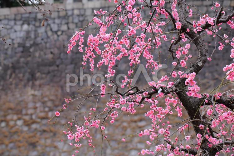 満開を迎えたピンクのしだれ梅 しだれ梅,梅の花,早春の写真素材