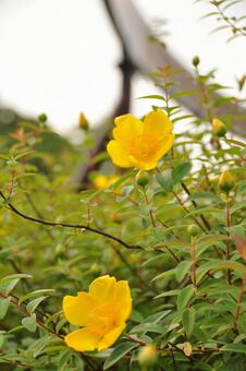 花 花の写真