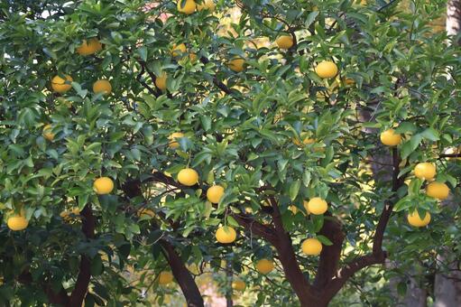 緑の葉と黄色の柑橘類の実のなる木 緑,葉,黄色の写真素材
