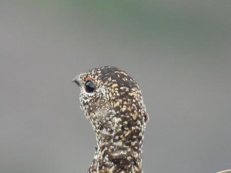 御嶽山で警戒するメスの雷鳥 御嶽山で警戒するメスの雷鳥の写真