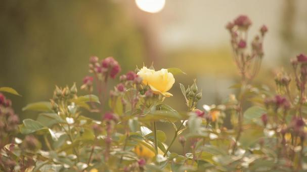薔薇 薔薇の写真